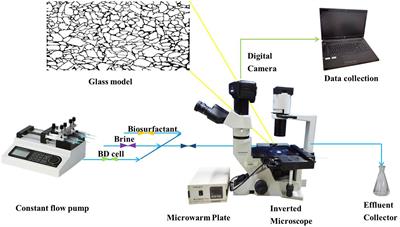 Rhamnolipids Produced by Indigenous Acinetobacter junii from Petroleum Reservoir and its Potential in Enhanced Oil Recovery